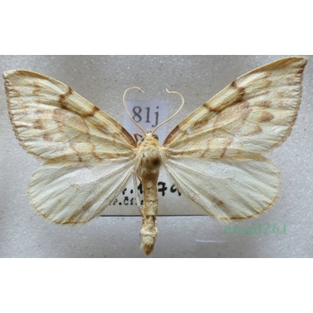 Eulithis mellinata (Fabricius, 1787) male Nacinek żółcieniak Czech81j